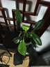 愛(ài)琴灣金鉆綠植物公主甲醛盆栽室內辦公室四季常青凈化空氣客廳花卉 熱銷(xiāo)：【買(mǎi)一送一】透明+灰色魚(yú)缸吸水盆+2份吸毒王 整體高度20-25/單株綠公主 曬單實(shí)拍圖