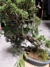 御春閣老樁濟州真柏苗 真柏曼苗 日本紀州真柏 真柏造型盆景 造型盆景  濟州真柏40厘米高左右 曬單實(shí)拍圖