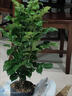 幸福樹(shù)客廳大盆栽室內好養花卉盆景綠植辦公室四季常青植物 幸福樹(shù)40-50cm【原土原盆】 曬單實(shí)拍圖