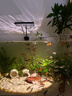 魚(yú)缸燈變焦燈南美射燈原生溪流缸水族觀(guān)賞燈照明led防濺水水草燈 【可調焦】6W迷你射燈【白/暖白/黃三色 50以?xún)若~(yú)缸】 曬單實(shí)拍圖