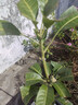君揚廣西芒果樹(shù)苗 青皮芒果嫁接苗臺農貴妃澳芒 家庭盆栽金煌桂七凱特 金煌芒果苗 兩年苗50-60CM高（帶土帶葉） 曬單實(shí)拍圖