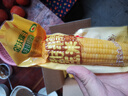 金沃瑞豐大黃糯玉米棒8支5斤 新鮮甜粘黏 非轉基因 早餐代餐有機玉米 真空 曬單實(shí)拍圖