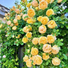 【2米以上高】薔薇花苗四季開(kāi)花爬藤月季濃香型耐寒耐旱藤本月季 黃金慶典（打木架發(fā)貨)當年爬藤開(kāi)花爆滿(mǎn) 2米以上母系特大苗（原盆原土打木架發(fā)貨） 曬單實(shí)拍圖
