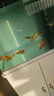 墨一金魚(yú)活魚(yú)黃金錦鯉魚(yú)招財風(fēng)水魚(yú)龍鳳錦鯉好養耐活冷水觀(guān)賞魚(yú) 黃金+草金8-10公分各4條+2備損 曬單實(shí)拍圖