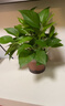 雙盟 綠蘿盆栽除甲醛花卉綠植辦公室新房?jì)艋諝?10款10盆裝源頭直發(fā) 曬單實(shí)拍圖