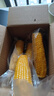 當季新貨頭茬東北黃甜糯玉米棒真空包裝低脂黃糯大棒甜東北黏苞米 黃糯玉米【120-160克】4根 曬單實(shí)拍圖
