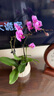 【組好盆發(fā)貨】帶花帶花苞年宵花蝴蝶蘭室內花卉盆栽客廳四季開(kāi)花 粉色系3劍蝴蝶蘭【品種隨機】北歐盆 曬單實(shí)拍圖