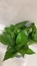 【綠蘿盆栽】吸甲醛凈化空氣水培綠植物懶人花卉好養搬家禮物全 【暢銷(xiāo)5盆】綠蘿+輕奢灰色繁星吸水盆 整體含盆高度20-25cm 曬單實(shí)拍圖