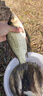 海迪狼牙子線(xiàn)雙鉤成品競技魚(yú)鉤綁好正品黑坑偷驢糗魚(yú)正釣飛磕鯽鯉魚(yú)鉤 競技狼牙65cm【鉤5號+線(xiàn)0.4/0.6】 各20付 曬單實(shí)拍圖