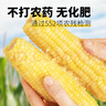 輕語(yǔ)拾光【張家口產(chǎn)地】白糯玉米棒4.4斤（220g*10根 ）源頭直發(fā)包郵 曬單實(shí)拍圖