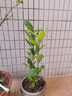 香水檸檬樹(shù)苗水果盆栽可食用驅蚊濃香好養陽(yáng)臺四季花卉室內綠植物 香水檸檬樹(shù)40-50cm(原土帶葉 全國可種) 曬單實(shí)拍圖