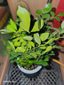 九里香盆栽濃香水培植物四季好養樹(shù)苗室內好養花卉驅蚊竹柏綠植 九里香原裝+輕奢煙灰自吸盆 送肥料 曬單實(shí)拍圖
