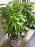 發(fā)財樹(shù)客廳大型盆栽辦公室綠植五辮子喬遷開(kāi)業(yè)送禮大號植物盆景 獨桿款1.0-1.1米發(fā)財樹(shù)【原盆】 含盆 曬單實(shí)拍圖