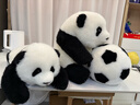 熊貓工廠(chǎng)官方5月齡萌蘭仿真熊貓基地可愛(ài)玩偶抱枕節日生日禮物毛絨玩具 5月齡萌蘭 長(cháng)35*寬35*高38 曬單實(shí)拍圖