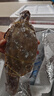 舟山梭子蟹鮮活特大野生大螃蟹新鮮冷凍海鮮水產(chǎn)海蟹飛蟹白蟹順豐 9兩以上/只【5斤凈重 超大肥美】 曬單實(shí)拍圖