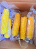 北緯媽咪黃糯玉米3.2斤（200g*8根）東北鮮甜糯玉米 黏粘玉米棒真空包裝 曬單實(shí)拍圖