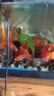 【鶴頂紅】精品金魚(yú)幼苗小魚(yú)魚(yú)苗紅帽招財冷水鴻運當頭獅子頭好養魚(yú)苗小型 鴻運當頭買(mǎi)2送1 4-6厘米【靈動(dòng)好看】 曬單實(shí)拍圖