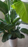 植男植女天堂鳥(niǎo)盆栽客廳室內好養大型落地綠植辦公室大葉鶴望蘭源頭直發(fā) 曬單實(shí)拍圖