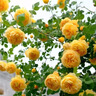 【2米以上高】薔薇花苗四季開(kāi)花爬藤月季濃香型耐寒耐旱藤本月季 黃金慶典（打木架發(fā)貨)當年爬藤開(kāi)花爆滿(mǎn) 2米以上母系特大苗（原盆原土打木架發(fā)貨） 曬單實(shí)拍圖
