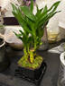 幼薇富貴竹植物迷你盆栽室內辦公室好養文昌竹綠植四季常青步步高花卉 富貴竹叢林+四方舍得PVC盆+方盤(pán) 帶盆栽好 曬單實(shí)拍圖