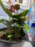 水培紅掌盆栽帶花鴻運當頭一帆風(fēng)順易活四季開(kāi)花卉綠植物室內好養 特級紅掌6-10花（原盆）+營(yíng)養 含盆 曬單實(shí)拍圖
