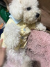 智宙寵物小狗狗衣服小型幼犬可牽引貓狗通用打底衫加厚泰迪比熊小貓咪 寵物打底衫洛克黃 L【建議體重8-11斤】 貓狗通用 親膚透氣 柔軟舒適 曬單實(shí)拍圖