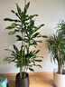 花財主大型盆栽綠植 檸檬樹(shù)鴨腳木發(fā)財樹(shù)天堂鳥(niǎo)綠植室內客廳大盆栽 螺紋鐵1.5-1.7米【黑保齡球盆】 含盆 曬單實(shí)拍圖