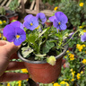 鋮之潤三色堇花苗耐寒室外庭院角堇花苗帶花發(fā)貨多色可選耐寒冬天的色彩 精品角堇小花混色3盆 【帶原盆土發(fā)貨】 曬單實(shí)拍圖