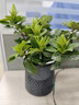 花財主梔子花發(fā)財樹(shù)綠植盆栽花卉辦公室內多肉綠蘿籮桌面水培好養活植物 繁星盆梔子花+肥料 含盆 曬單實(shí)拍圖