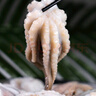 優(yōu)牧冠 八爪魚(yú) 去內臟鮮活冷凍迷你小章魚(yú)海鮮軟足類(lèi)夜宵燒烤食材 【免處理】約8-16只* 3斤(凈重) 曬單實(shí)拍圖