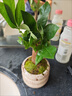 竹盆栽室內水養綠植四季常青客廳陽(yáng)臺好養活盆景綠植吸甲醛神器 白南瓜吸水盆+肥 曬單實(shí)拍圖