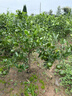 傾潤新品種青皮蜜桔苗 日南一號桔苗早熟青柑橘苗 嫁接無(wú)核蜜桔子樹(shù)苗 5年苗當年結果多 111cm(含)-140cm(含) 曬單實(shí)拍圖