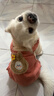 阿莫爾狗狗衣服秋冬裝可愛(ài)背帶褲棉衣寵物貓咪小型犬冬季加絨保暖四腳衣 小兔四腳衣 XL【建議10-14斤 具體參考胸圍背長(cháng)】 具體參考胸圍背長(cháng) 曬單實(shí)拍圖