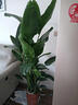臨雅天堂鳥(niǎo)盆栽室內客廳高級感大型綠植辦公室植物1.4m聚福盆源頭直發(fā) 曬單實(shí)拍圖