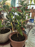 桂花樹(shù)苗盆栽室內四季桂花卉植物金桂丹桂庭院大樹(shù)濃香型綠植開(kāi)花 四季桂花高50cm左右【原土球發(fā)貨】 曬單實(shí)拍圖