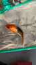 AIPHAROW觀(guān)賞魚(yú)錦鯉魚(yú)活體冷水魚(yú)金魚(yú)魚(yú)苗大正紅白黃金烏金白寫(xiě)丹頂淡水魚(yú) 10-12cm（虎皮1+別甲1+火鯉1） 曬單實(shí)拍圖