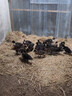 一斤純種番鴨苗脫溫鴨苗大種黑番鴨旱鴨火鴨母鴨騰鴨幼苗番鴨活苗 純種黑番鴨苗 每只0.8-1斤6只（公母下單備注） 曬單實(shí)拍圖