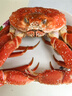 【活鮮】喵和漁 鮮活松葉蟹 公蟹俄羅斯板蟹長(cháng)腳蟹海鮮水產(chǎn)大螃蟹 2.4-2.6斤/1只 曬單實(shí)拍圖