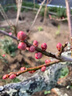 花e流紅梅花樹(shù)苗耐寒庭院地栽四季花卉植物骨里紅梅臘梅朱砂梅綠梅室外 【精選朱砂梅】2.5cm粗70-90cm高花期帶花 曬單實(shí)拍圖