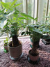 格調生活大號發(fā)財樹(shù)室內三桿陶瓷盆陽(yáng)臺辦公好養綠植盆栽花卉招財寓意植物 單桿發(fā)財樹(shù)原盆 帶盆栽好 曬單實(shí)拍圖