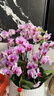鮮花情大花蝴蝶蘭盆栽帶花盆【專(zhuān)人送花到家】喬遷送爸媽長(cháng)輩同事盆栽 8株粉色蝴蝶蘭-底盆隨機可選+ 今日達-同城配送到家-可預定 曬單實(shí)拍圖