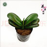 君子蘭盆栽精品寬葉圓頭和尚彩蘭苗五年大苗當年開(kāi)花卉綠植 圓頭和尚10到12片葉+黑色袋盆 含盆 曬單實(shí)拍圖