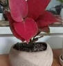繽賢吉利紅盆栽綠植花卉室內客廳辦公吸水盆四季好養美觀(guān)紅色植物觀(guān)賞 兩盆、吉利紅【原裝盆】 #22 曬單實(shí)拍圖
