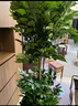 植男植女幸福樹造型綠寶盆栽綠植客廳室內(nèi)大型綠植辦公室喬遷新居源頭直發(fā) 曬單實拍圖