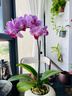 蝴蝶蘭花苗帶花苞客廳辦公室室內桌面裝飾花卉植物四季好養盆栽 寶貝蝴蝶蘭配小號樹(shù)脂飛碟套盆 曬單實(shí)拍圖
