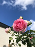 壹植粉色龍沙寶石薔薇爬藤本月季花苗盆栽四季濃香玫瑰花卉植物庭院開(kāi) 【開(kāi)花機器】粉龍沙寶石中苗 裸根不帶土 曬單實(shí)拍圖