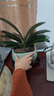 君子蘭盆栽四季常青植物室內辦公室豪華好養客廳喬遷綠植蘭花苗 3年大苗君子蘭+財源滾滾(梅子青)陶瓷盆 曬單實(shí)拍圖