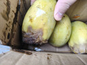 【雙十一熱賣(mài)】玉芒水果芒果新鮮上市 帶箱2斤200g+ 曬單實(shí)拍圖