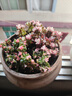 憶潤蝶多肉植物帶盆綠植花卉盆栽貴貨老樁群生玉樹(shù)玉露仙人掌肉肉 洛可可2-3頭5-6cm【帶盆栽好】 曬單實(shí)拍圖
