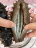 疊嶼 半干海參鹽漬刺參拉缸鹽深海底播滋補非即食大連海產(chǎn)干貨家庭裝 30頭左右/500g 曬單實(shí)拍圖